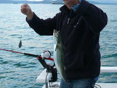 2008年11月12日（水）神田さんが釣り上げた魚はサワラです