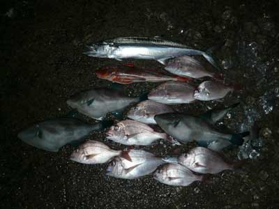2008年11月12日（水）本日の釣果をアオイマリーナに帰港してから撮りました
