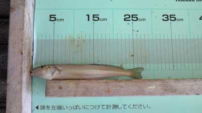 2010年7月26日（月）若狭湾でキスの27.2cmを釣られました