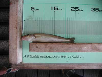 2010年8月3日（火）舞鶴湾内でキスの25cmを釣られました