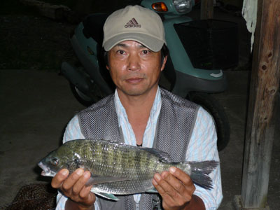 2008年9月10日（水）舞鶴は吉田の筏で木村様が釣り上げた42cmのチヌ