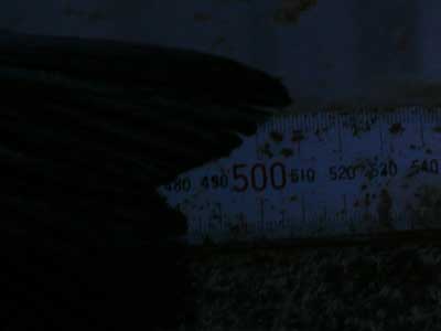 2009年1月12日（月）年無しチヌの釣果寸法（51.0cm）を確認させて頂きました