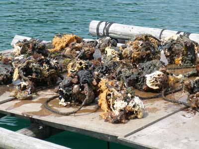 2009年6月27日（土）掃除するためにベニヤ板の上に持ち上げた岩牡蠣です