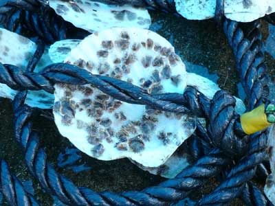 2010年9月6日（月）ホタテの殻に付着した岩牡蠣の種を育成ロープに固定します